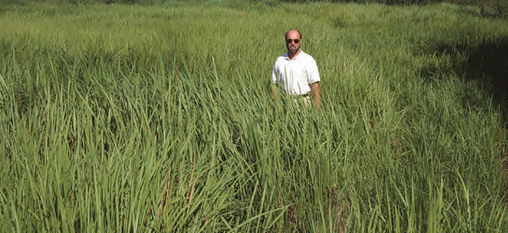 Picture of Cogongrass
